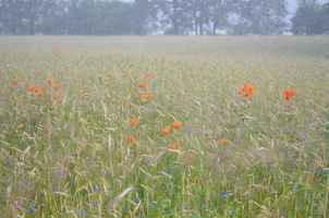 Foto: Roland Naundorf